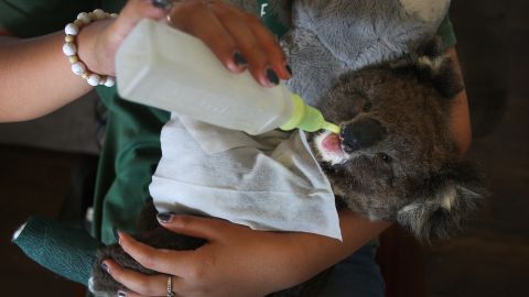 On top of injuries and deaths due to habitat loss and human encroachment, researchers say koalas are at risk because long-term stress is hurting their immune systems.