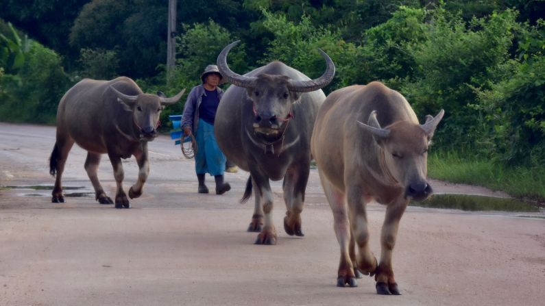 <strong>Local livestock: </strong>Water buffaloes temporarily block the road in a rural area somewhere between Bang Phaeng and Nakhon Phanom city.  