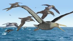 An artist's depiction of ancient albatrosses harassing a pelagornithid — with its fearsome toothed beak — as penguins frolic in the oceans around Antarctica 50 million years ago.