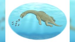 An illustration of Brevicaudosaurus.