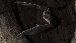 Vampire bats social distance trnd