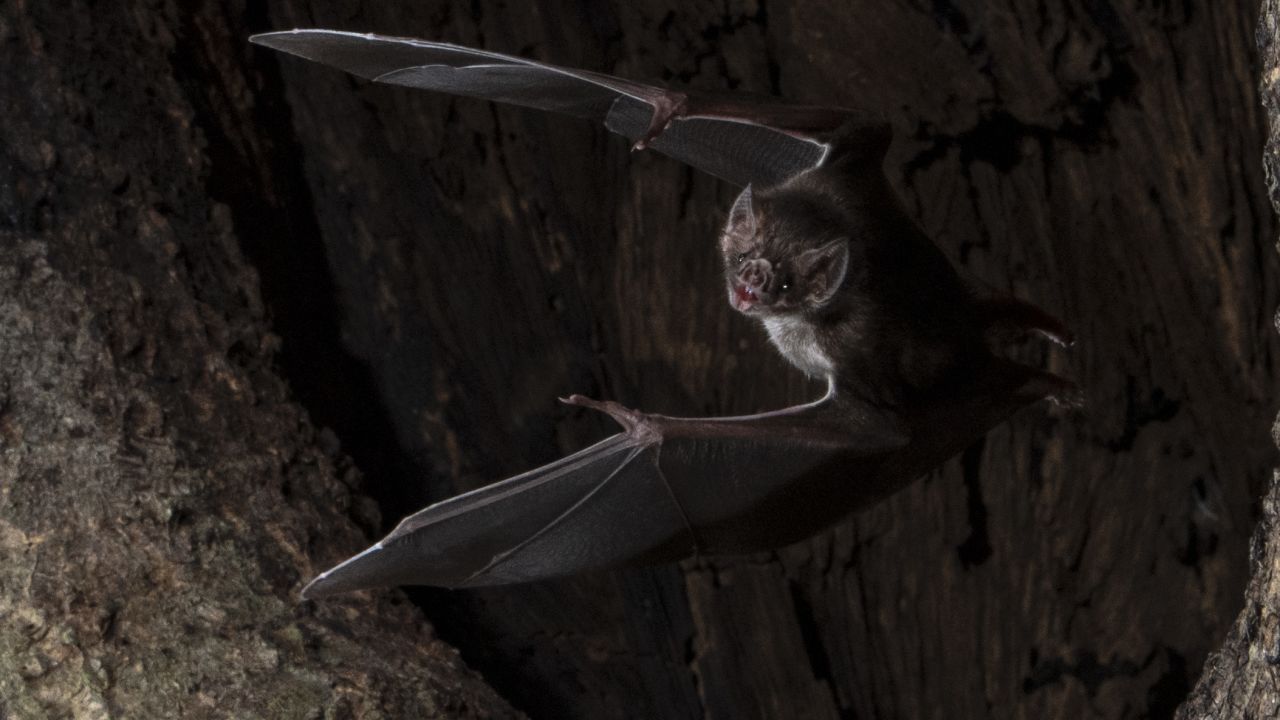 Researchers studied the movements of 31 bats in a hollow tree in Belize. 
