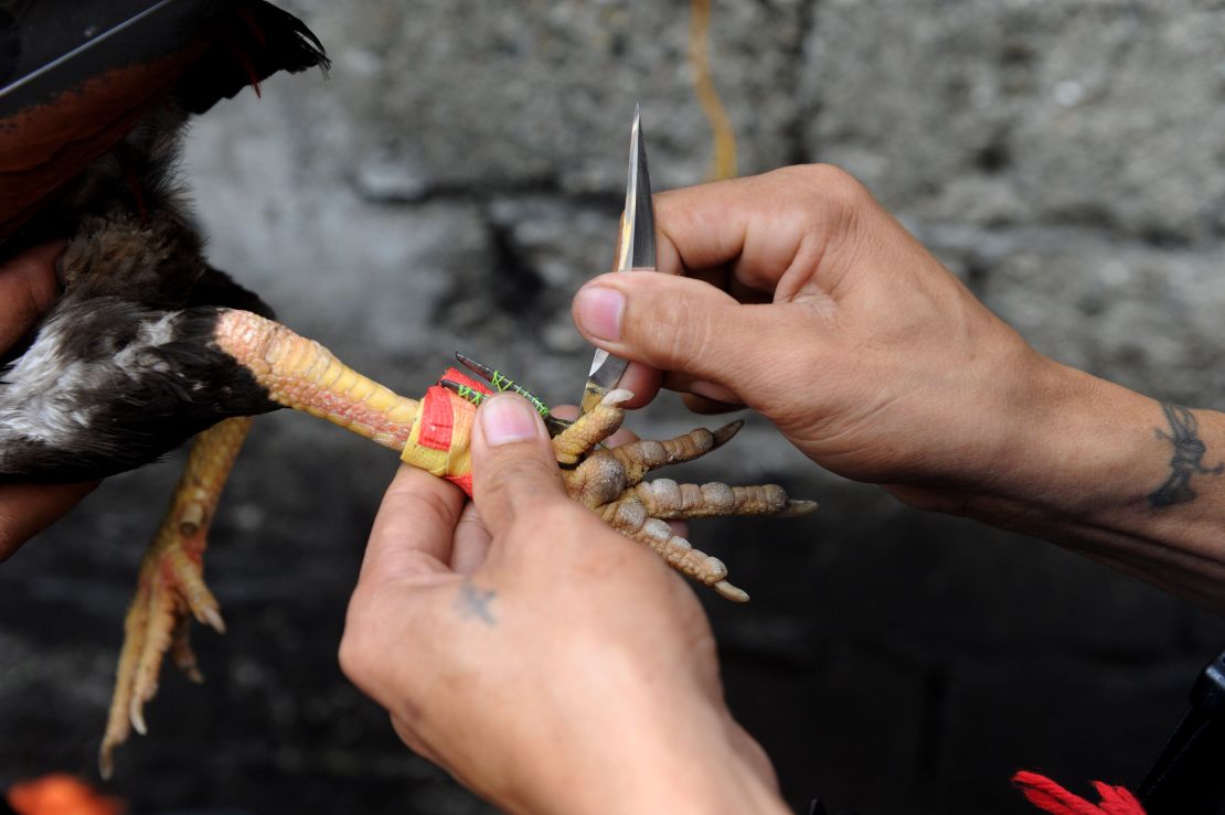 A rooster is fitted with a razor sharp blade at a Philippines cockfight. 