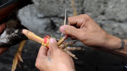 A rooster is fitted with a razor sharp blade as villagers engage in a cockfighting in a make shift arena as part of the town's annual "fiesta" celebrations in Barangay San Roque outside Manila on August 10, 2014. Cockfighting is hugely popular in the Philippines where large amounts of money are wagered on battles between roosters. AFP PHOTO / Jay DIRECTO (Photo credit should read JAY DIRECTO/AFP via Getty Images)