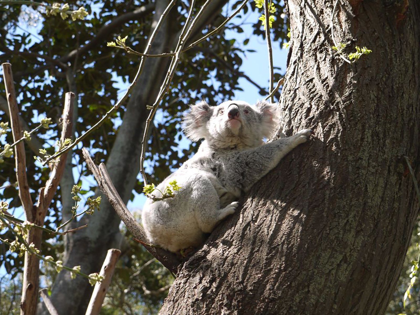 Koala populations in decline due to increased human impacts on nature | CNN