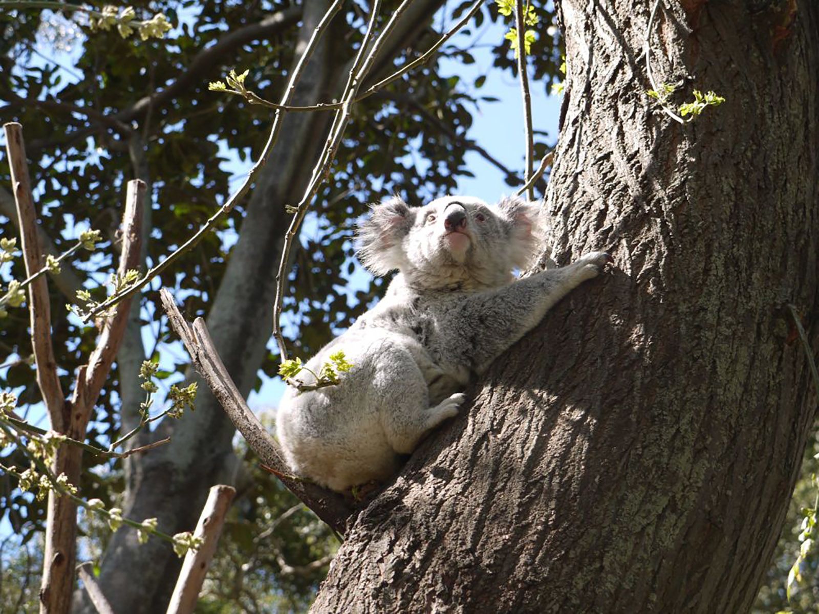 Koala populations in decline due to increased human impacts on nature | CNN Koala populations in decline due to increased human impacts on nature | CNN