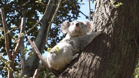 Koalas are a tree-dwelling species that rely on eucalyptus trees for their survival. More koalas are being found on the ground and in need of rescue over the last decade. 