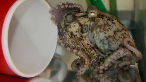 Octopuses have the ability to taste objects using sensory cells inside the suckers on their tentacles, Harvard University researchers found.