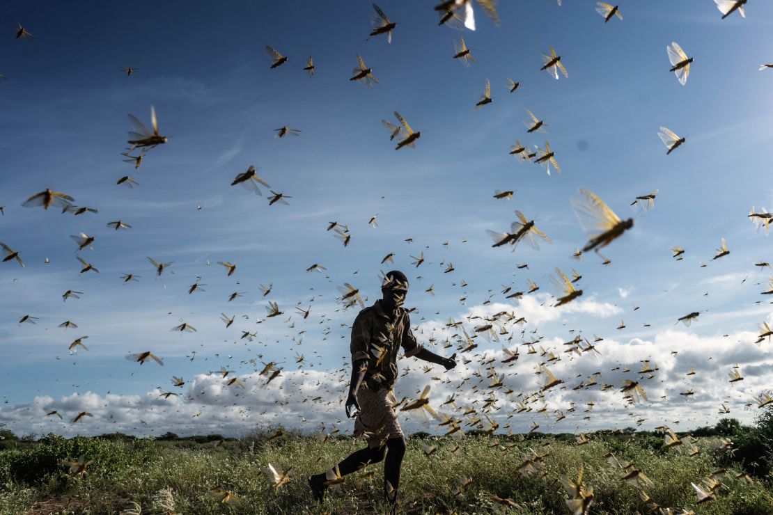 A man chases away a swarm of desert locusts on May 21, 2020 in Samburu County, Kenya. 