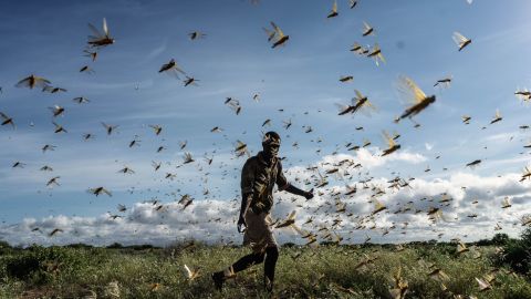A man chases away a swarm of desert locusts on May 21, 2020 in Samburu County, Kenya. 