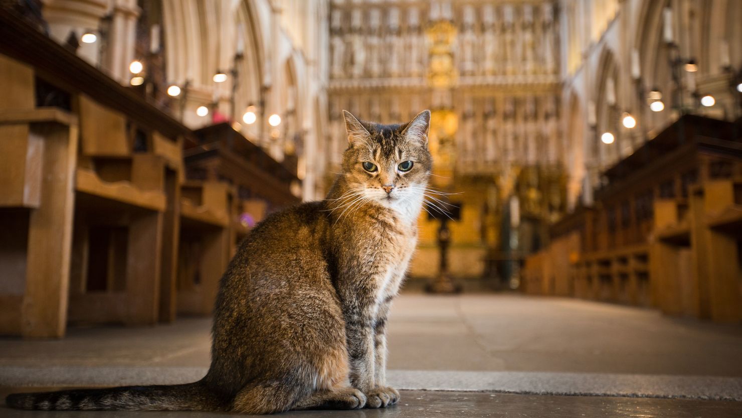 Doorkins Magnificat, a much loved resident of Southwark Cathedral, has been honored in a special memorial service after passing away last month.