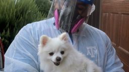 Texas A&M University student Ed Davila holds Stella, one of hundreds of household pets tested during A&M's study of pets exposed to Covid-19 by their infected owners. The 2½-year-old Pomeranian tested negative.
