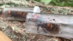 Two Asian Giant Hornet queens captured by the Washington State Department of Agriculture