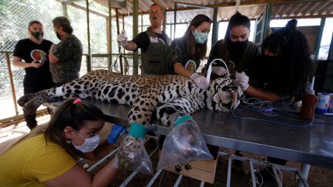 Staff members treat a wounded jaguar at an animal protection center in Goias State, Brazil, on September 27, 2020.