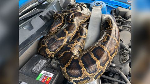 Burmese pythons are considered invasive in Florida because they eat native animals. This snake had slithered its way under the hood of a Ford Mustang.