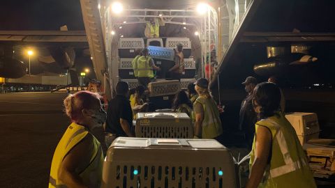 More than 600 dogs and cats are loaded onto a Hercules C-130 plane destined for the US mainland.
