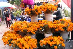 Marigolds are a staple at Día de los Muertos celebrations and are used to decorate ofrendas. 