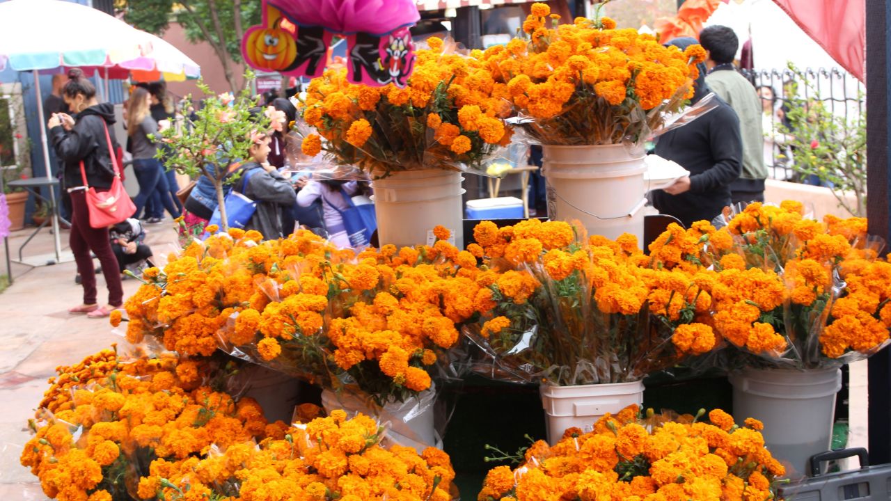 Marigolds are a staple at Día de los Muertos celebrations and are used to decorate ofrendas.