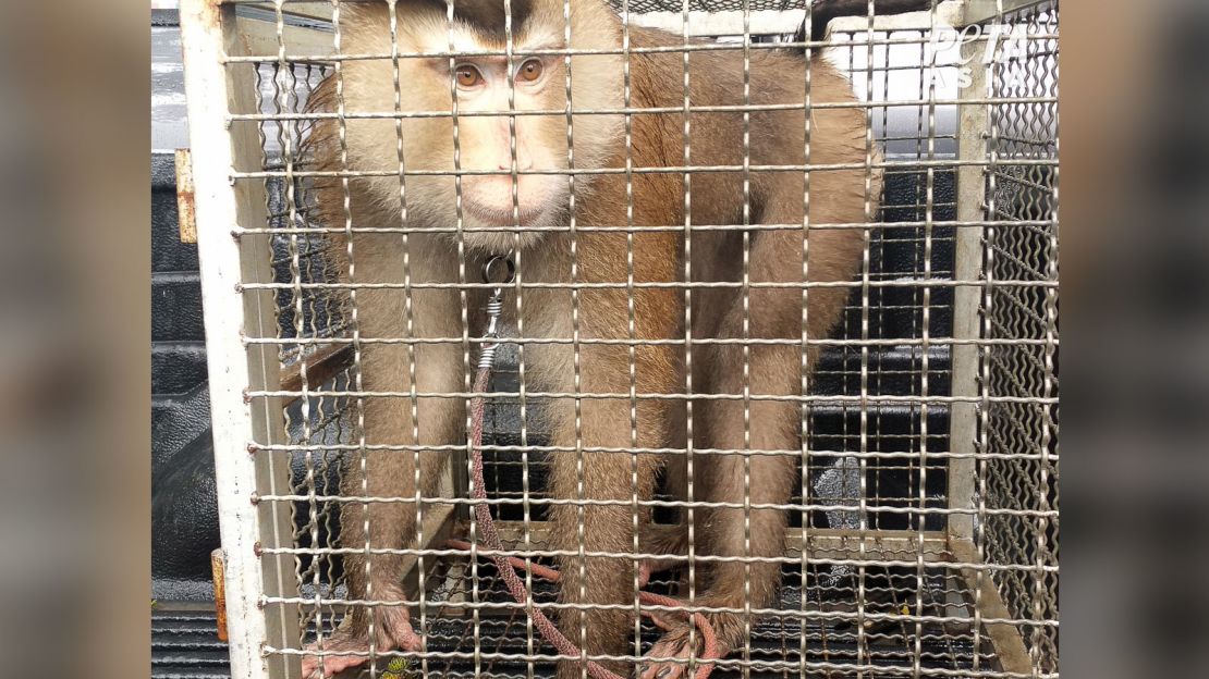 PETA investigators from its Asia division found cruelty to monkeys at farms and facilities used by Theppadungporn Co., makers of Chaokoh coconut milk sold at retail stores, including Costco.