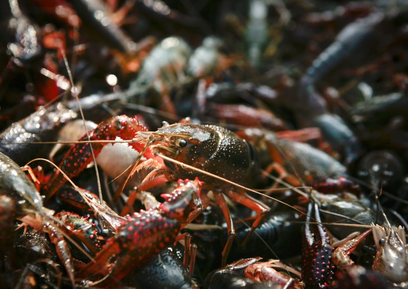 Louisiana Governor Issues Disaster Declaration For Crawfish Shortage | CNN