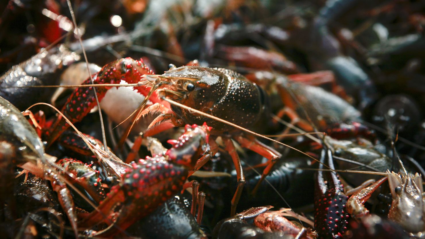 Drought and salt-water intrusion struck a significant blow to Louisiana's crawfish industry this year.