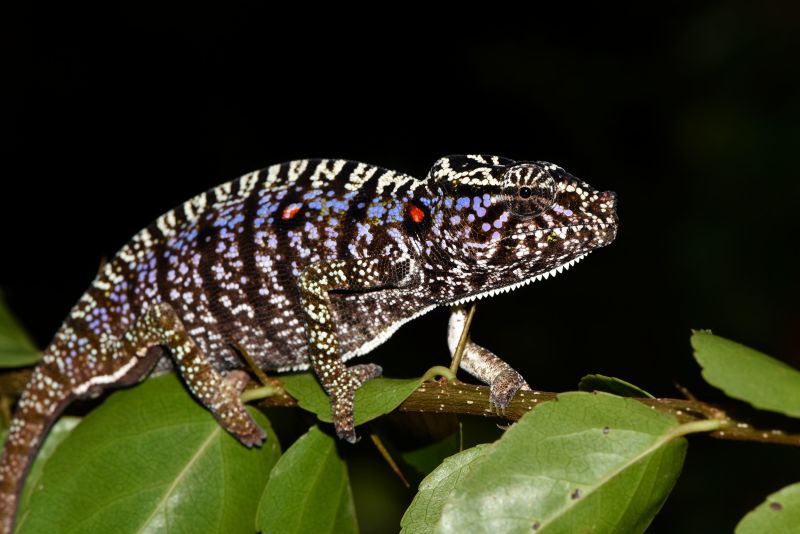 Chameleon species last seen 100 years ago spotted by scientists on ...