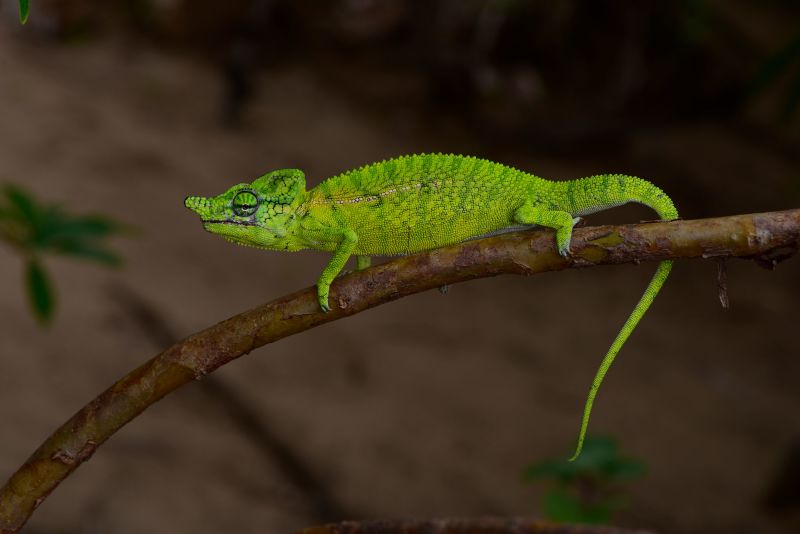 Chameleon species last seen 100 years ago spotted by scientists on 