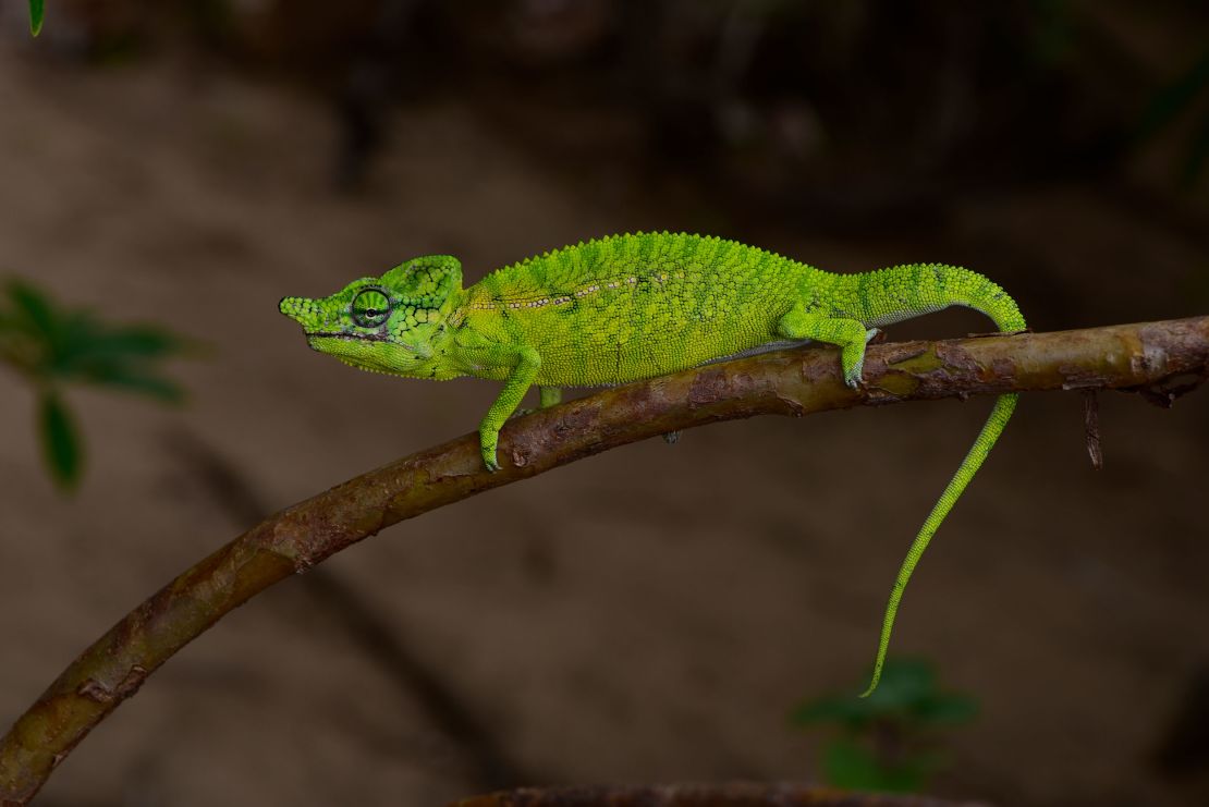 A male Voeltzkow's chameleon in Madagascar. 