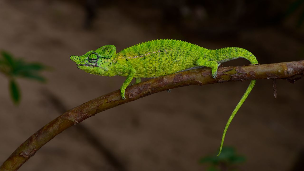 A male Voeltzkow's chameleon in Madagascar. 