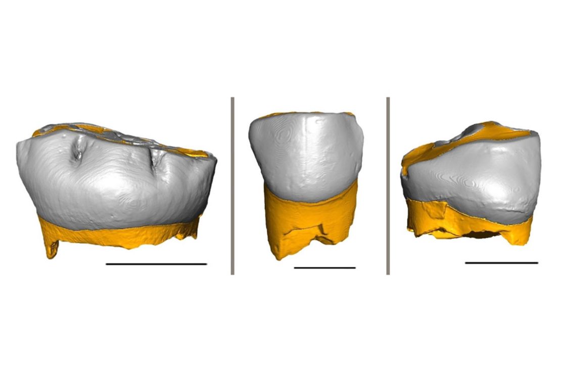 This is a 3D reconstruction of the three Neanderthal milk teeth analyzed in the study. Shown are (from left) the tooth found in the Fumane Cave; the one found in the Broion Cave; and the tooth found in the De Nadale Cave.