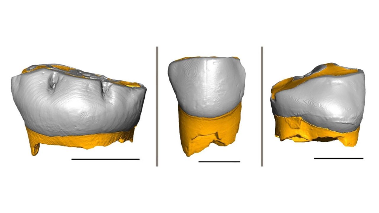 This is a 3D reconstruction of the three Neanderthal milk teeth analyzed in the study. Shown are (from left) the tooth found in the Fumane Cave; the one found in the Broion Cave; and the tooth found in the De Nadale Cave.