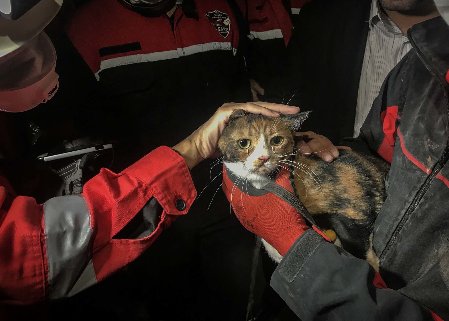 This rescued cat was found by a search dog and pulled from the debris in Izmir.