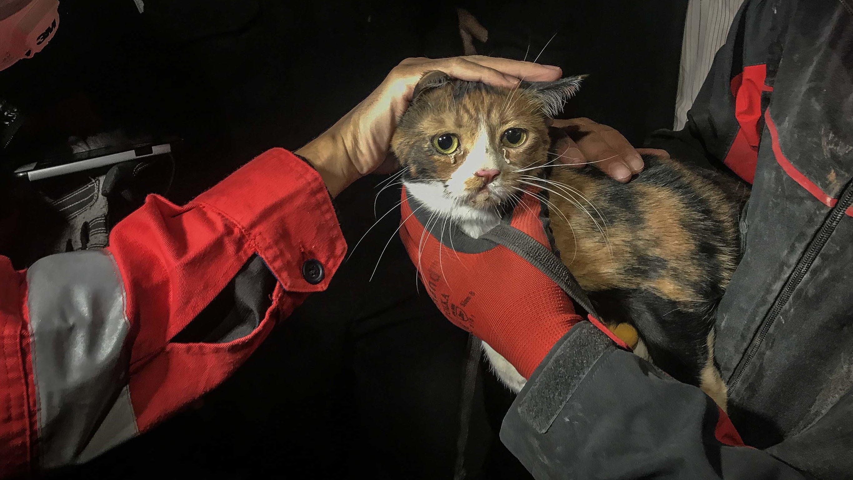 This rescued cat was found by a search dog and pulled from the debris in Izmir.