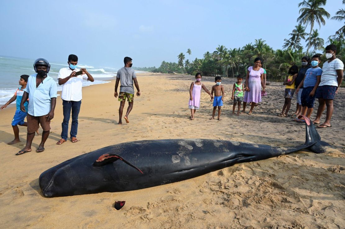 A dead pilot whale on a beach on Sri Lanka's western coast after the mass stranding.