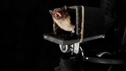 Bats can predict the future, Johns Hopkins researchers say. 
