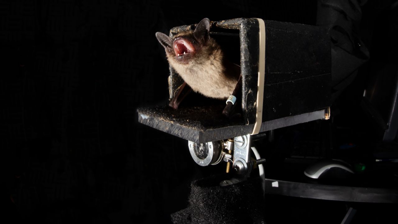 Bats can predict the future by estimating where their prey will end up, Johns Hopkins researchers say. Photo by Brock Fenton.
