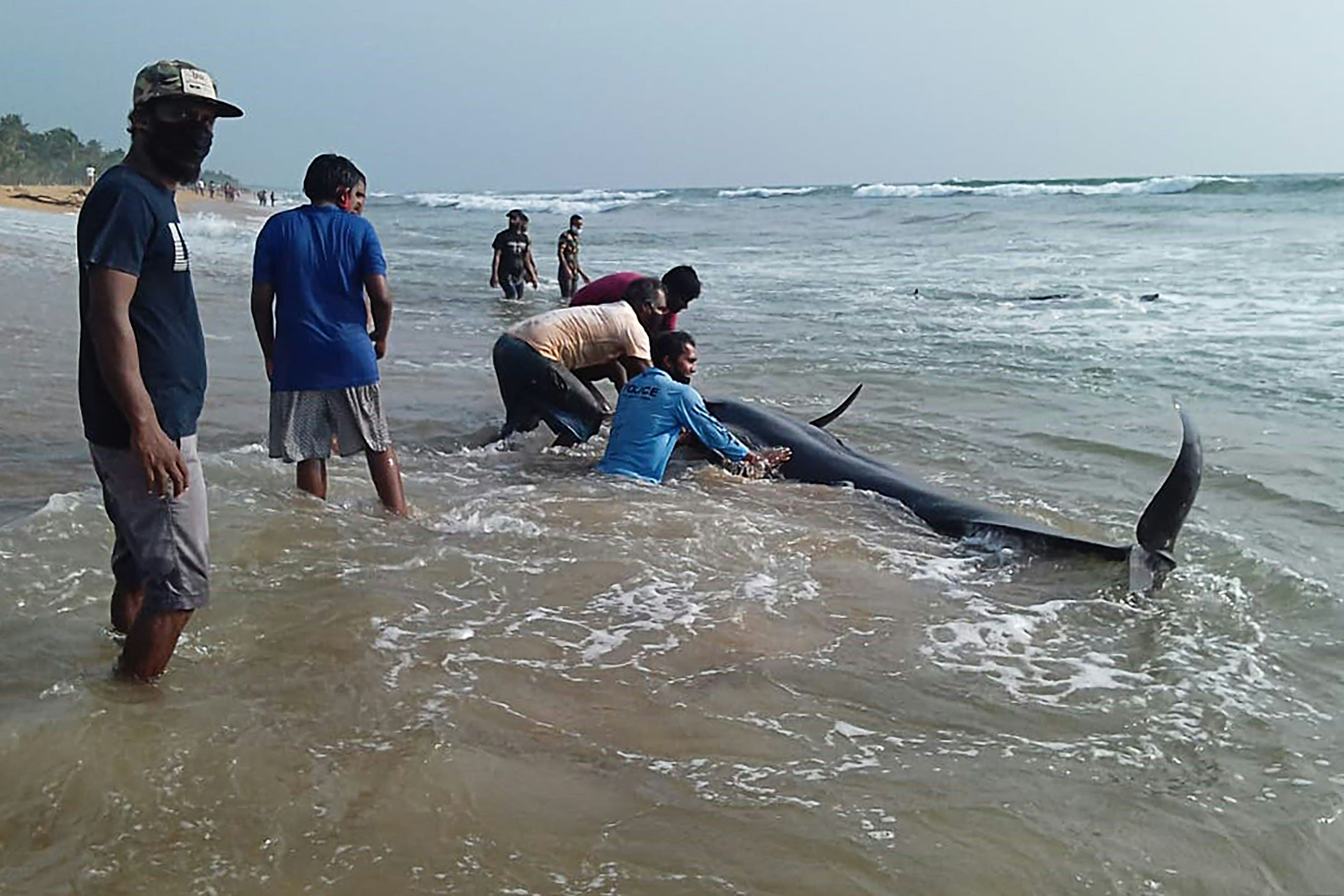 After 100+ Pilot Whales Get Stranded on Beach, Sri Lankans Mount Epic  Rescue – The Wire Science