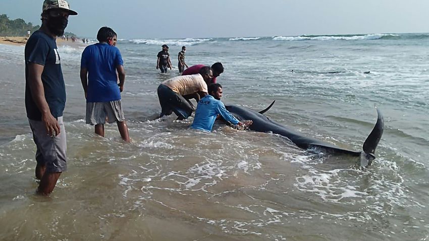 Sri Lankan volunteers try to push back a stranded short-finned pilot whale at the Panadura beach, 25 km south of the capital Colombo on November 2, 2020. - Officials say over 100 whales washed ashore, making it the biggest group to be stranded in Sri Lanka. (Photo by STR / AFP) (Photo by STR/AFP via Getty Images)