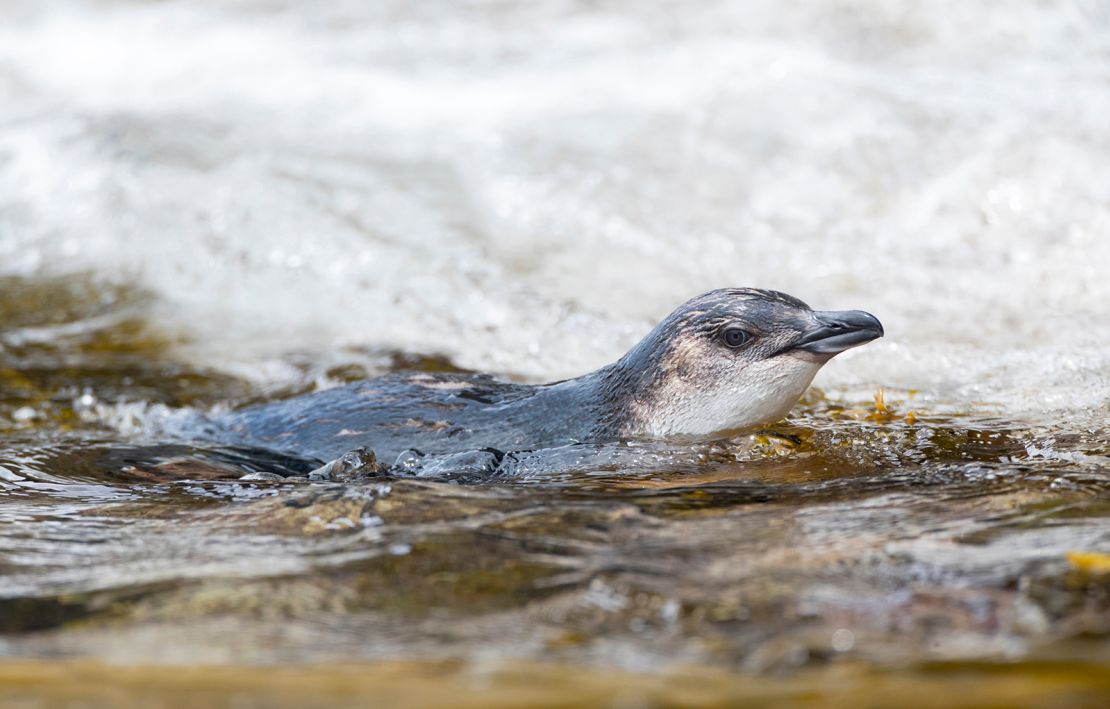 Little Blue Penguins, the world's smallest species of penguin, can be found here.