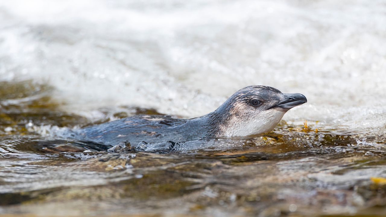 Little Blue Penguins, the world's smallest species of penguin, can be found here.