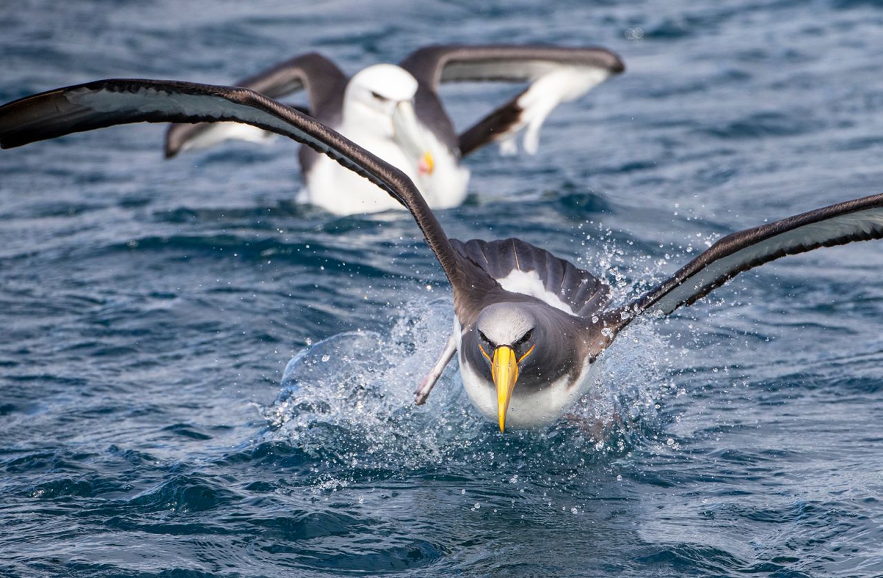 <strong>Flying free: </strong>The islands are also home to many rare species of birds, including the Chatham Albatross (seen here).