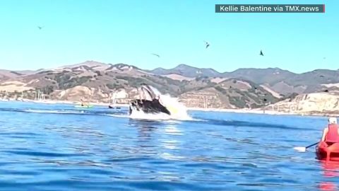 01 whale knocks over kayaker