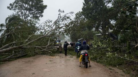 Trees downed near the city of Puerto Cabezas by Hurricane Eta.