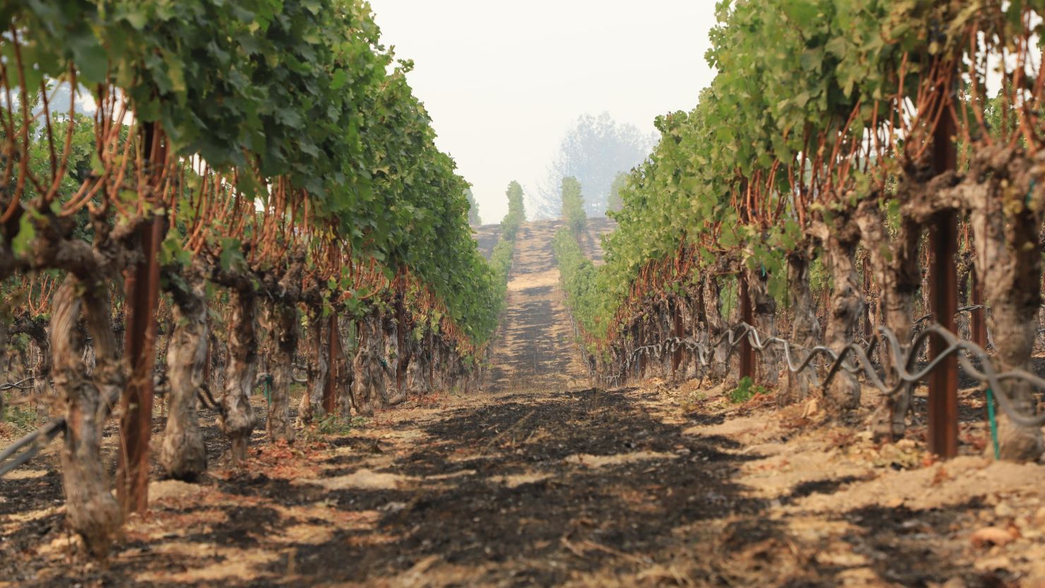 The vineyard at Schramsberg winery outside Calistoga, California, largely escaped fire damage.