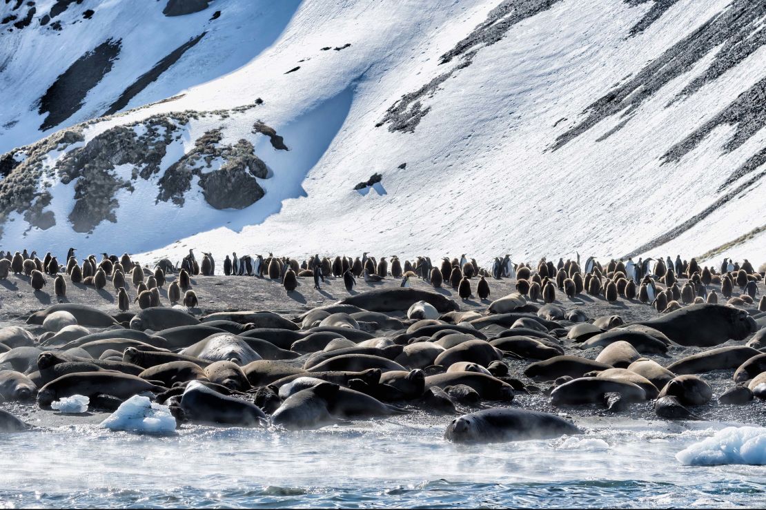 Southern Elephant Seals and King penguins on South Georgia Island.