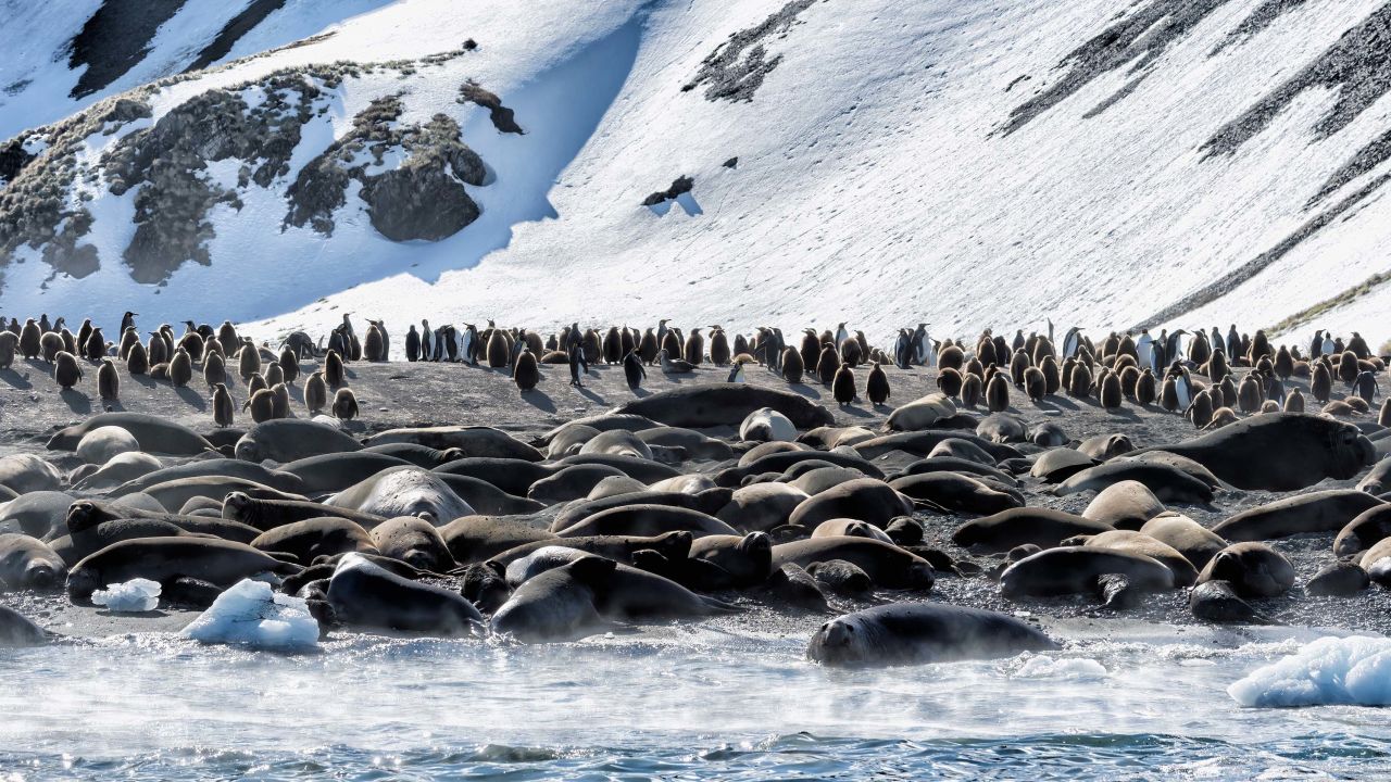 Southern Elephant Seals and King penguins on South Georgia Island.