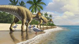 Duckbill dinosaurs evolved in north America, spreading to South America, Asia, Europe, and finally Africa