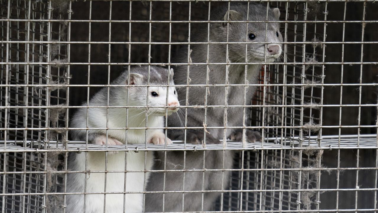 Minks are seen at a farm in Gjol, northern Denmark on October 9.