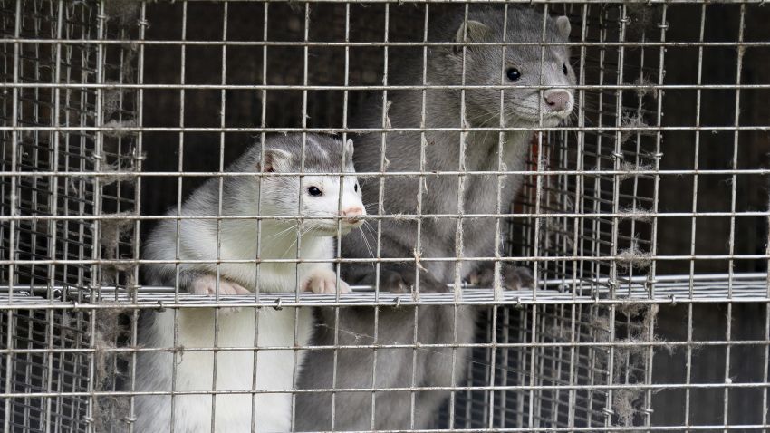 Minks are seen at a farm in Gjol, northern Denmark on October 9, 2020. - Around 100.000 mink are to be put down at various farms in Denmark due to contamination with the Covid-19 coronavirus. (Photo by Henning Bagger / Ritzau Scanpix / AFP) / Denmark OUT (Photo by HENNING BAGGER/Ritzau Scanpix/AFP via Getty Images)
