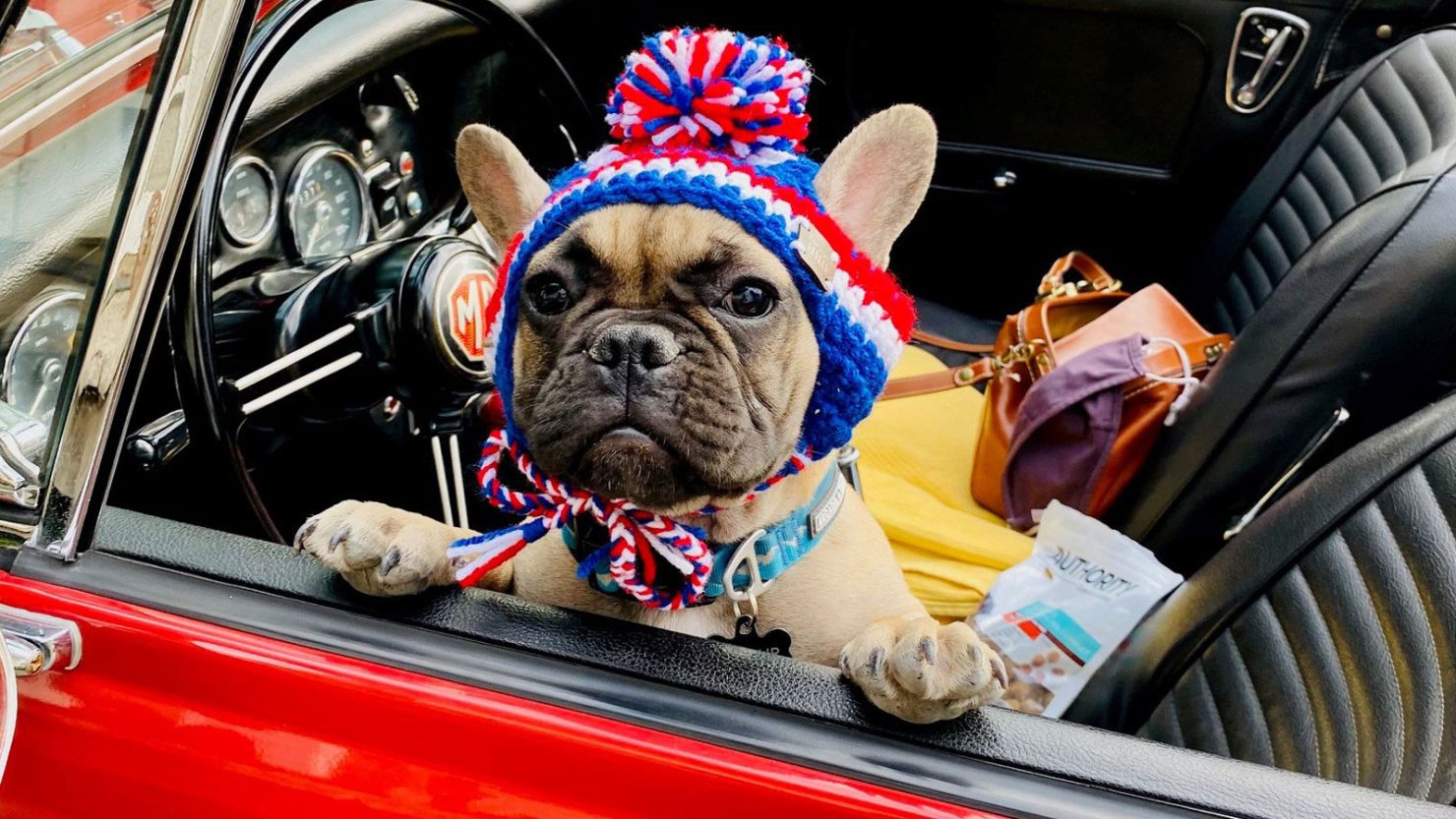 A 6-month-old French bulldog is the new mayor of Rabbit Hash, Kentucky. 